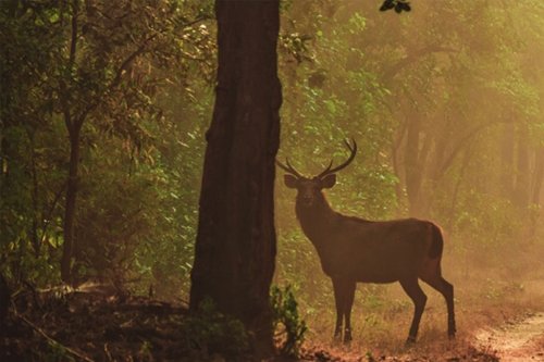 Morning in Mudumalai